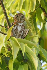 Ferruginous Pygmy-Owl